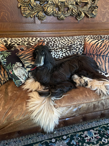 Cedar Creek Pet Resort - Thumbnail