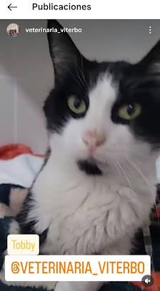 Fotografía de Veterinaria Viterbo Gato