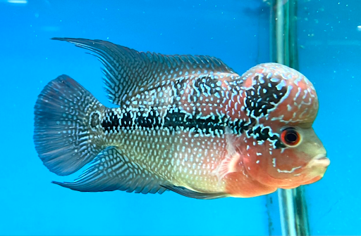 [水族王國水族社虎尾店 水族店的外部或內部照片]