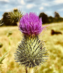 Photo n°10 de GAEC DE LA VALLÉE DES IFS à Montsûrs (Élevage laitier)
