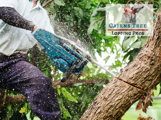 tree loppers cairns