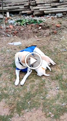 Labrador retriever puppy available 🐕 post image