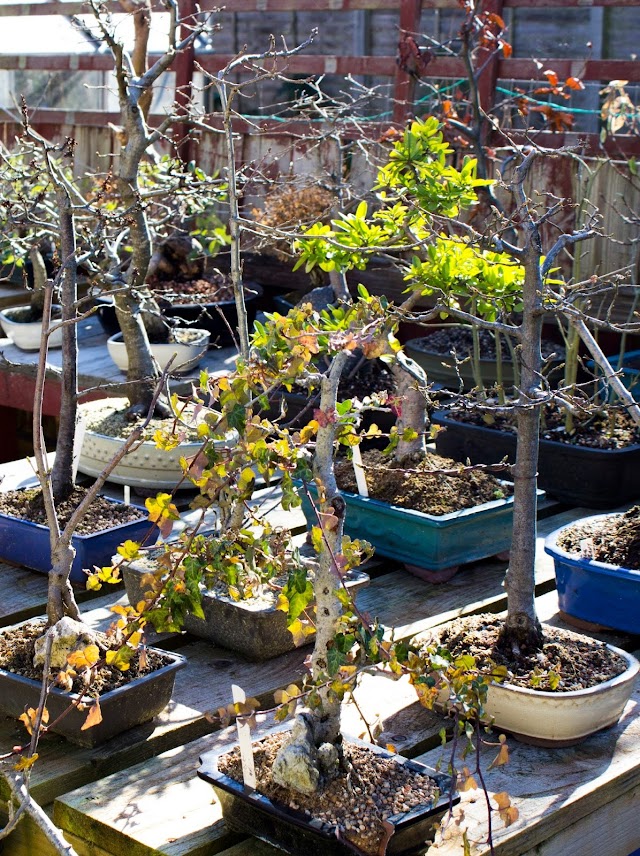 Ma-Ke Bonsai