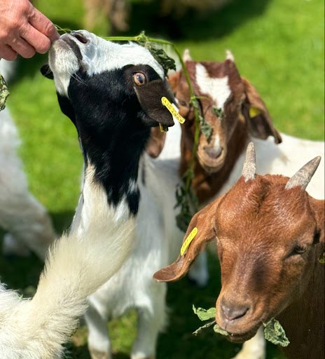 Burgberger Tierparadies mit Kafe Kult