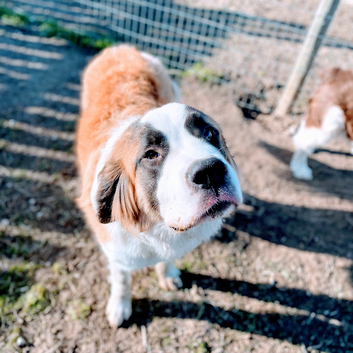 Dirty Dog Salon & Kennels - Thumbnail