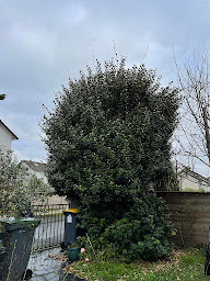 Photo n°15 de Élagueur Boglioni à Caen (Jardinier)