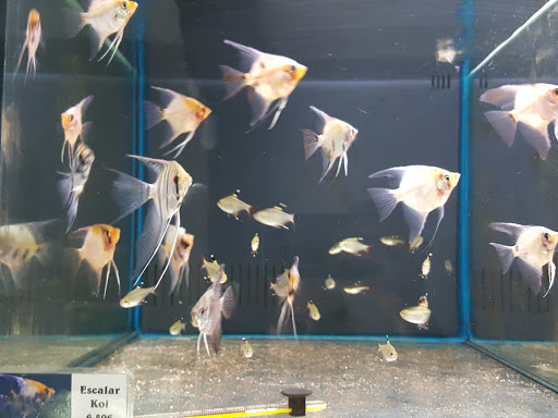 BizkaiTropik - Tienda de peces y acuarios - Thumbnail