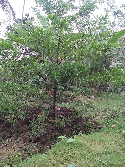 Photos of Mbulu Dungkar Park Square