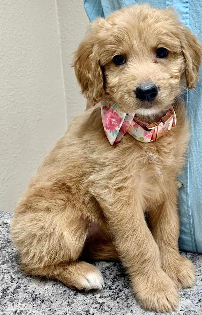 Tempe Lake Veterinary Clinic & Pet Resort