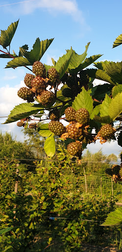 Azienda Agricola Terra e Radici - Thumbnail