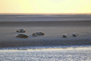 Photo n°17 de Les sentiers de la baie à Groffliers (Attraction touristique)