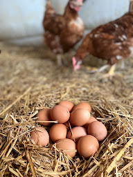 Photo n°3 de Volailles Martinez à Saint-Geniès-de-Comolas (Élevage de volailles)