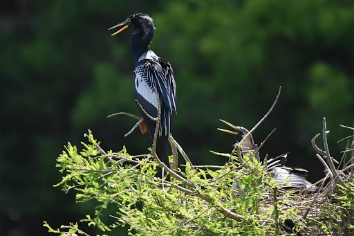 Embassy Rookery/Roost - Thumbnail