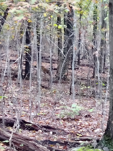 Indian Springs Wildlife Management Area - Thumbnail