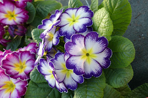 Photo n°12 de Fleurs Lisch à Colmar (Maraîcher)