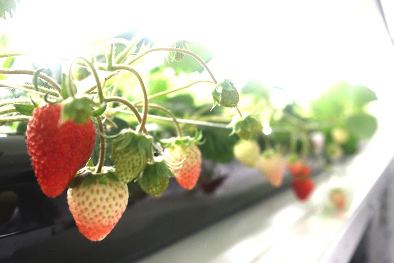 株式会社日商 Nissyo-Farm