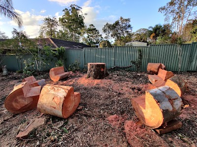 Photos of Brisbane Tree Experts