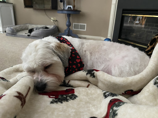 Carolyn's Pretty Pups - Thumbnail