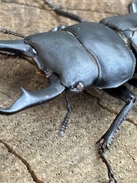 クワガタ屋・メダカすくい