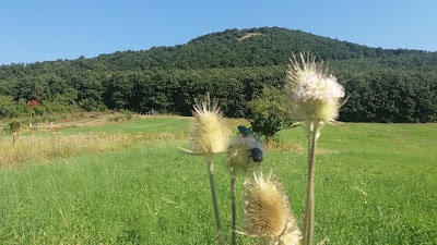 Photos of B&uuml;kk-Gy&ouml;ngye Guesthouse
