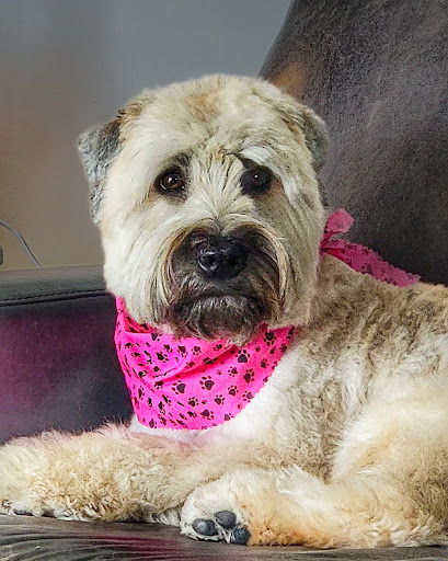 Woof Gang Bakery & Grooming Cocoa Beach - Thumbnail