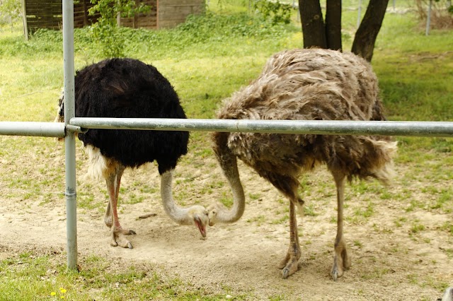 LE PARC AUSTRALIEN