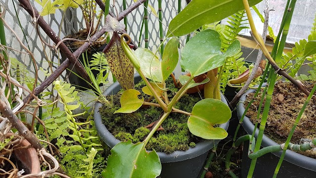 Serres du Jardin Botanique de Liège