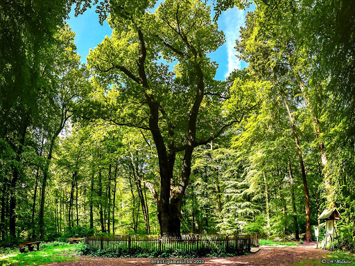 Bridegroom's Oak - Thumbnail