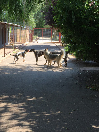 Hotel para perros Residencia Canina Villanueva