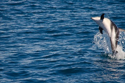 Photos of Dive Kaikoura