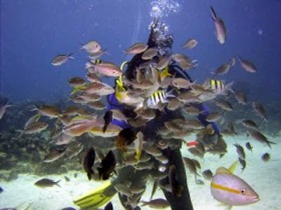 Photos of Scuba Steve's Diving