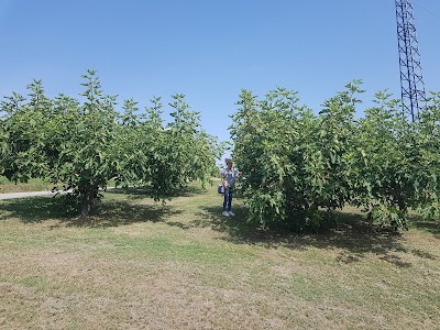 Masutti Legnami S.N.C. Di Masutti Romano & Masutti Vanda