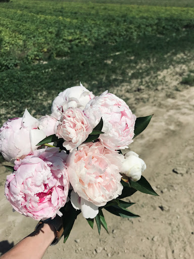 Blumen selbst Pflücken - Thumbnail