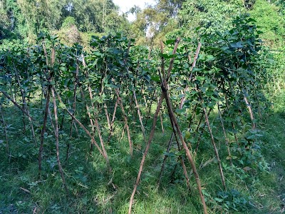 Photos of Kaoh Trong
