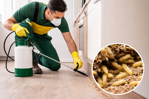 Best Termite & Pest Control Service in Bidhannagar Kolkata post image