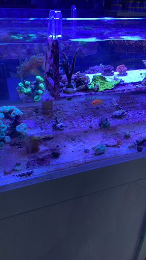 CORALDREAM - Visual