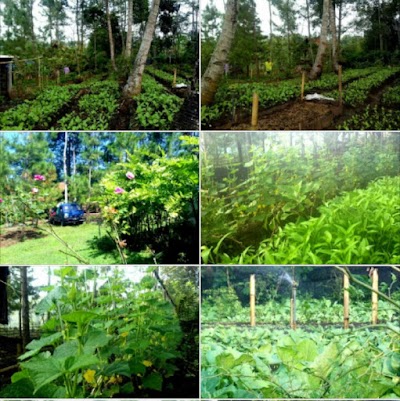 Photos of Kusuma Nursery