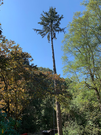 Pisgah Tree Service Logo