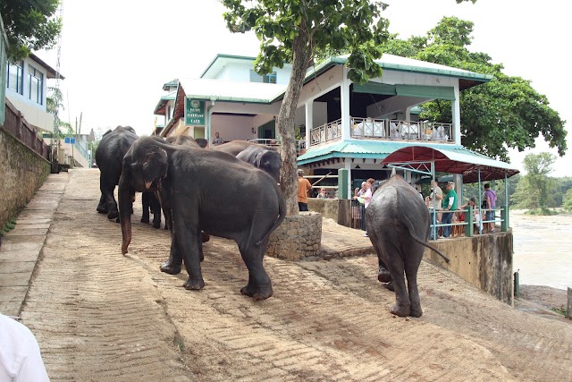 Pinnawala Elephant Orphanage