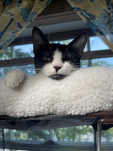 Baldwin Animal Hospital - Thumbnail