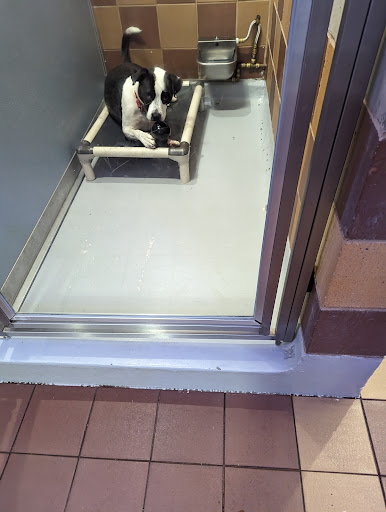 Bianca's Furry Friends Feline Adoption Center - Thumbnail