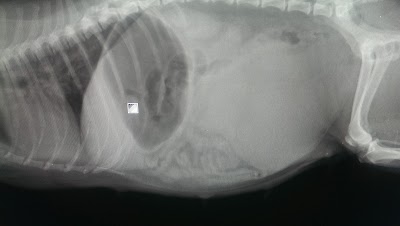 Photos of Longford Vet Hospital