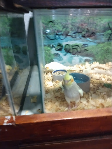 Candace Fish Store - Visual