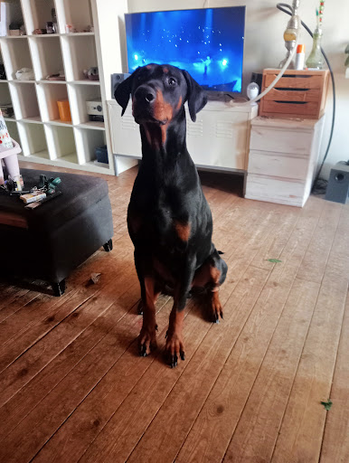 Espai Mascota Clínica Veterinaria Lleida