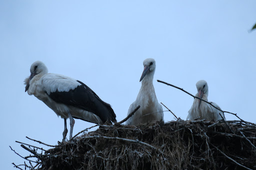 Parkeerplaats Natuurpark Lelystad - Thumbnail