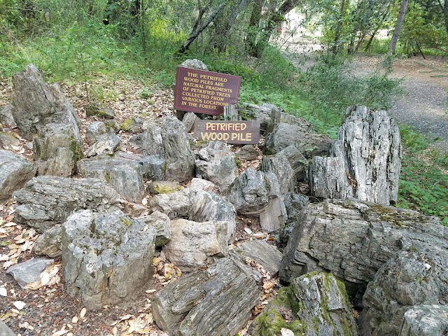 The Petrified Forest