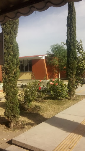 Primaria Acolmiztli - Thumbnail