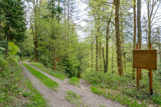 Wald zwischen Dillweißenstein und Huchenfeld