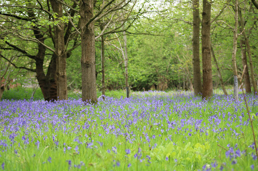 Flitwick Wood - Visual
