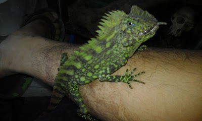 Photos of REL Petshop (Reptil Evolution Lampung Petshop)